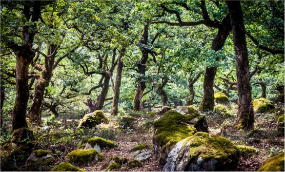 Bucólica imagen del Bosque de la niebla situado en el Parque de los Alcornocales, tupida y sombría debido a las ramas y hojas de los árboles que impiden la entrada de la luz del sol. Las piedras del suelo están cubiertas musgo y hojas secas.