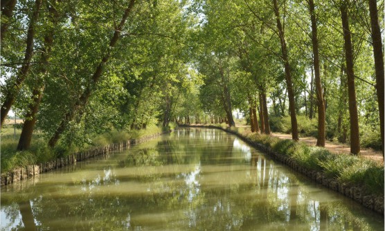 Imagen de un tramo del Canal de Castilla, en que se pueden ver grandes árboles en ambos lados de la orilla. En el lateral derecho de la imagen vemos un camino de tierra para practicar senderismo. 