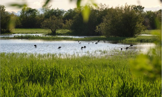 Imagen del Parque Natural Aiguamolls de l'Empordà durante el atardecer, en una zona rodeada de vegetación, árboles y algunas aves con las cabezas sumergidas en los humedales. Un espacio natural de gran valor ecológico y paisajístico. 

 