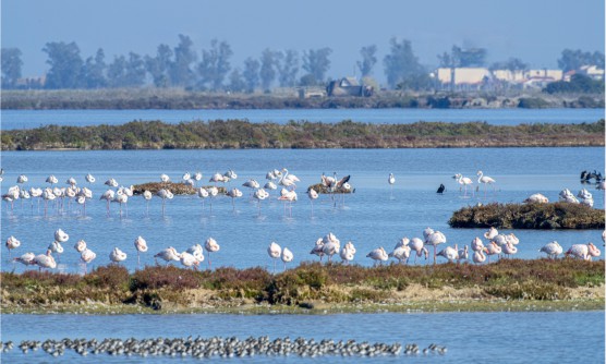 Salinas del Parque Natural del Delta del Ebro con flamencos agrupados en aguas poco profundas, formando parte del gran valor ecológico y paisajístico en el que las aguas del Ebro se unen con las del mar Mediterráneo. 