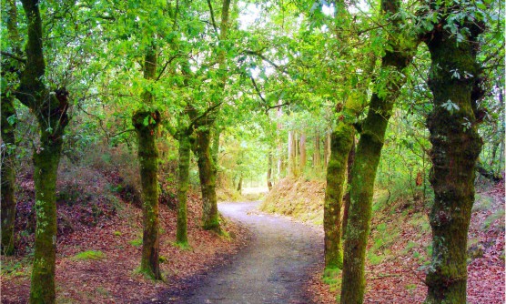 Imagen tomada desde uno de los caminos que forman parte de la ruta de peregrinación del camino de Santiago. En este tramo se ven árboles en ambos laterales del camino con los troncos cubiertos por musgo y ramas repletas de hojas verdes. Los laterales del camino están repletos de hojas rojizas.  