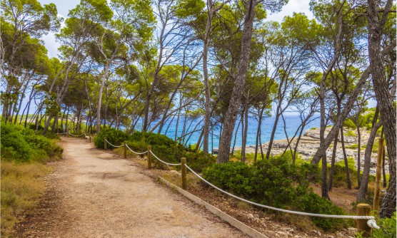 Sendero natural en el bosque del Parc natural de Mondragó, Cala Mondrago. Un sendero de tierra rodeado de pinos y con vistas al mar. 