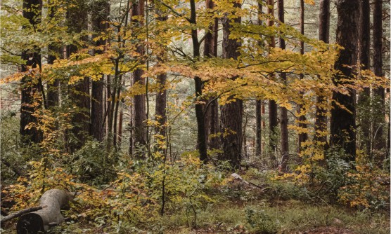 Zona del bosque de Cebollera repleto de hojas secas en el suelo y altos árboles que buscan la luz del sol. En primer plano se encuentra un joven árbol repleto de hojas amarillentas. 