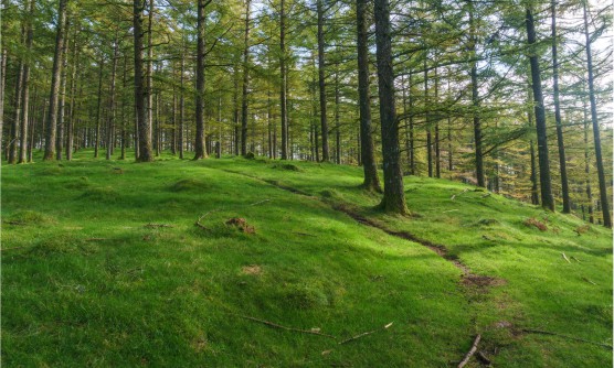 Hermosos árboles en el bosque del parque natural de Aiako Harria o Penas de Aya, Guipúzcoa sembrados sobre extensa pradera verde. 