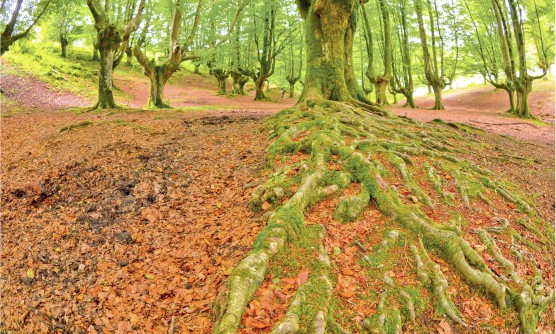 Precioso bosque de las hayas de Otzarreta en el Parque Natural de Gorbeia. Un manto de hojas secas y rojizas cubren el suelo mientras las raíces de las hayas cubiertas de musgo surgen de debajo de la tierra alzando los troncos y ramas repletas de hojas verdes en busca de la luz del sol. 