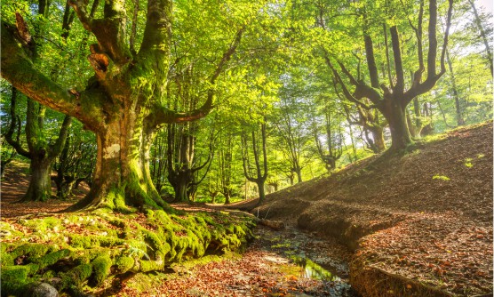 Hermosa imagen del Parque Natural de Gorbea, en una zona cubierta por hojas secas y rojizas que cubren todo el suelo como si fuese una alfombra. Un riachuelo sin agua, solo con unos pocos charcos cruzan el bosque, un bosque muy frondoso con grandes árboles con gruesos troncos cubiertos por moho verde.  